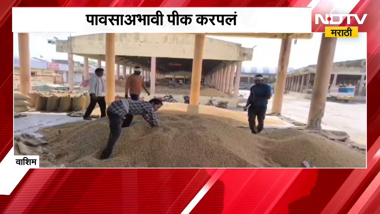 Washim | पावसाअभावी पीक करपलं, शेतकऱ्यांवर दुहेरी संकट; पीकविमा योजनेकडे शेतकऱ्यांची पाठ