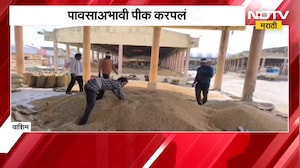 Washim | पावसाअभावी पीक करपलं, शेतकऱ्यांवर दुहेरी संकट; पीकविमा योजनेकडे शेतकऱ्यांची पाठ