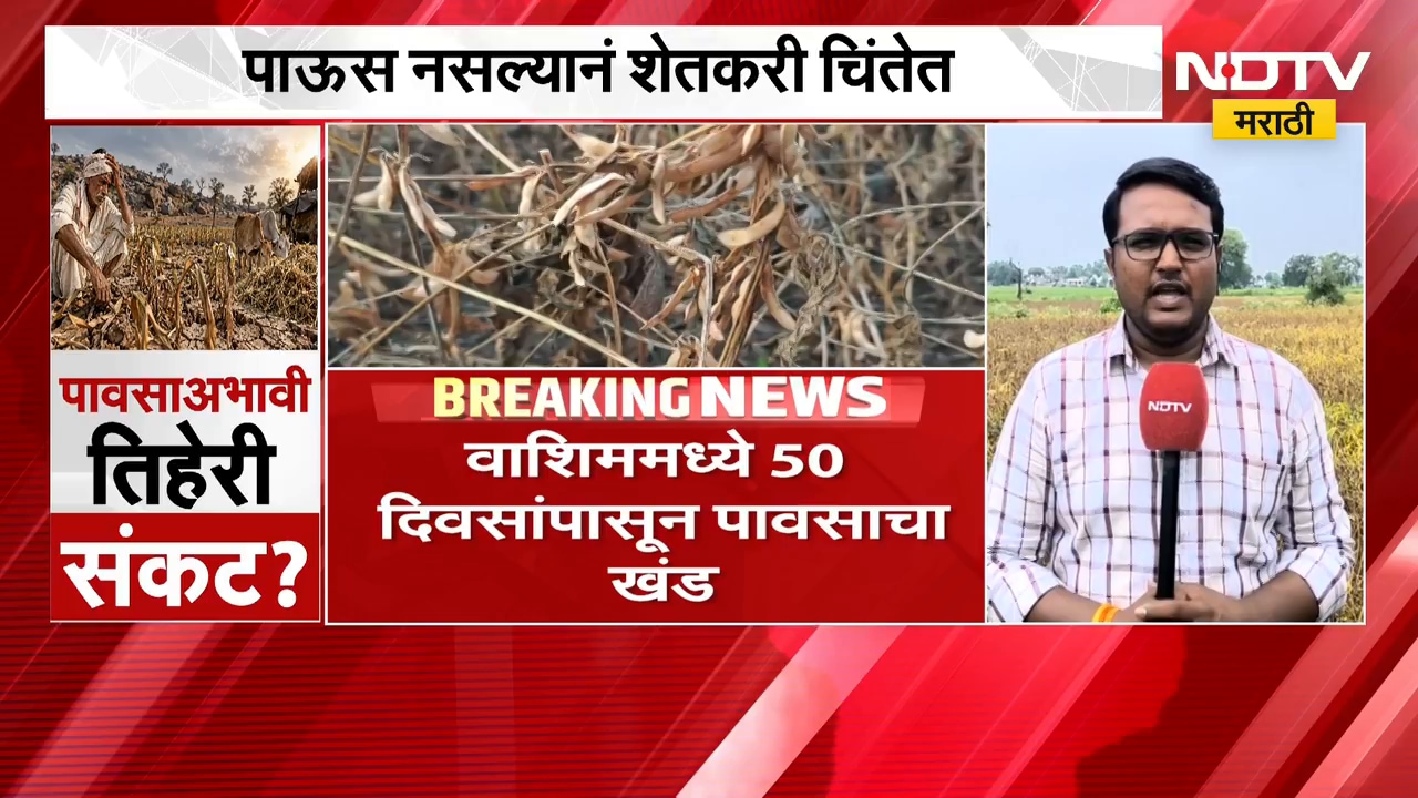 Washim No Rain | वाशिममध्ये 50 दिवसांपासून पावसाच खंड, पिकं करपल्याने शेतकरी चिंतेत | NDTV Marathi