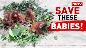 5 Orangutans Found In Odisha: Who Brought Them To The Forest?