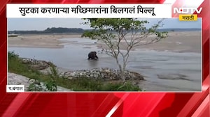 Global News|West Bengal मध्ये अनेक गावांना पुराचा वेढा, पुरात अडकलेल्या हत्तीच्या पिल्लाची सुटका