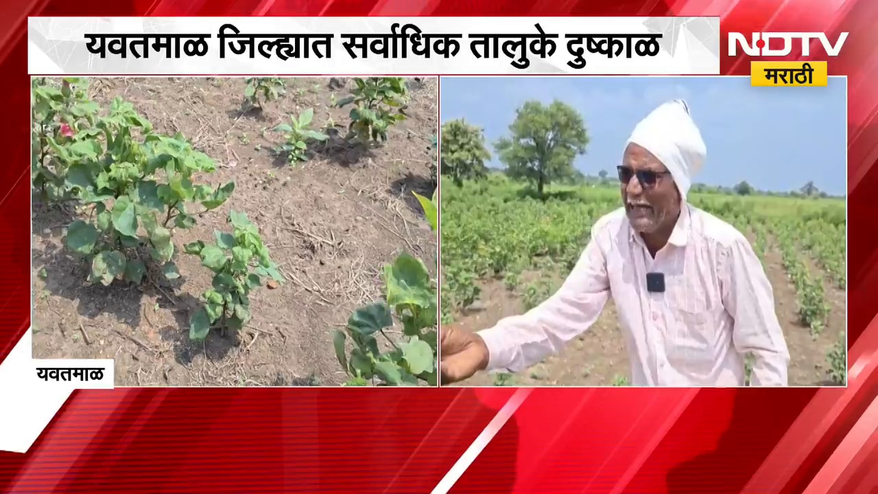 Yavatmal जिल्ह्यात सर्वाधिक तालुके दुष्काळ; पावसाचा खंड, शेतकऱ्यांमध्ये चिंतेचे ढग | NDTV Marathi