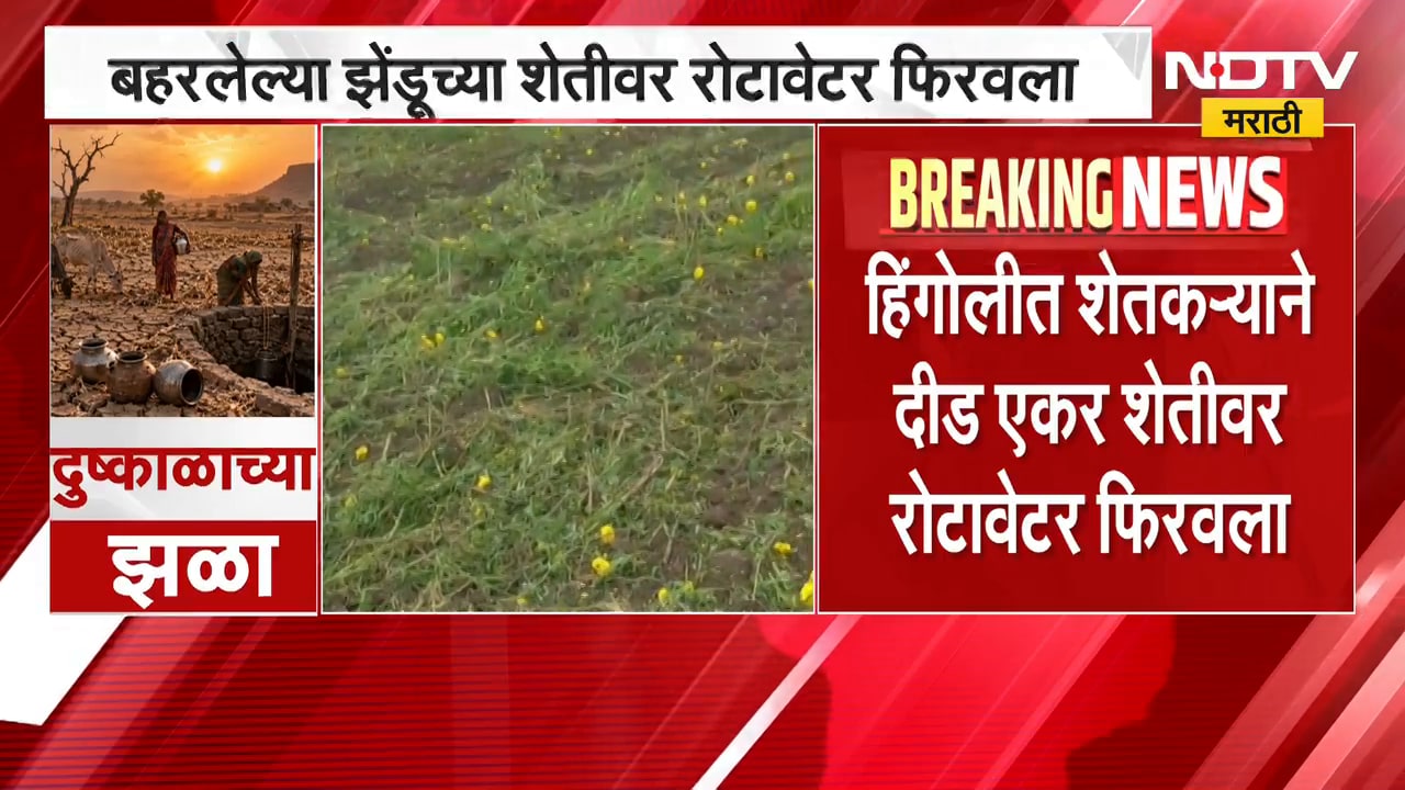 Hingoli | हिंगोलीमधील शेतकऱ्याने दीड एकर झेंडू शेतीवर फिरवला रोटावेटर ।  Maharashtra News | NDDTV