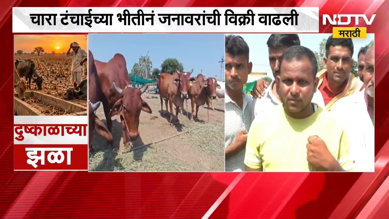 Maharashtra Drought | दुष्काळाच्या झळा, पशुधनालाही फटका; जनावरांची विक्री वाढली | NDTV Marathi