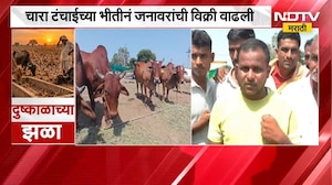 Maharashtra Drought | दुष्काळाच्या झळा, पशुधनालाही फटका; जनावरांची विक्री वाढली | NDTV Marathi