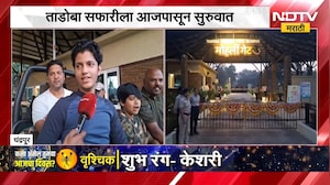 गेले 3 महिने बंद असलेली Tadoba Safari ला आजपासून सुरुवात, पहिल्याच दिवशी पर्यटकांचा मोठा प्रतिसाद