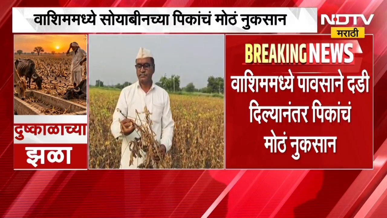 Washim No Rain | वाशिममध्ये पावसाची दडी, सोयाबीनच्या पिकांचं मोठं नुकसान | NDTV Marathi