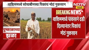 Washim No Rain | वाशिममध्ये पावसाची दडी, सोयाबीनच्या पिकांचं मोठं नुकसान | NDTV Marathi