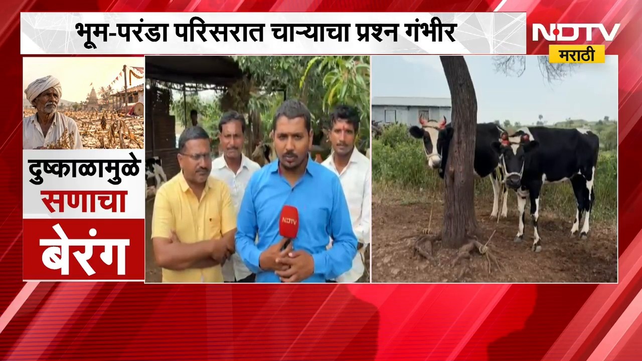 Dharashiv Drought | दुष्काळाच्या पशुधनाला झळा, भूम-परंडा परिसरात चाऱ्याच प्रश्न गंभीर | NDTV