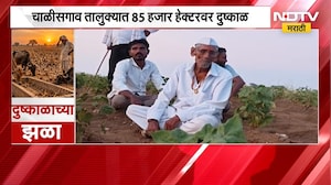 Jalgaon ।  पावसाचा दीर्घकाळ खंड, कापूस मक्याचं नुकसान; चाळीसगाव तालुक्यात 85 हजार हेक्टरवर दुष्काळ