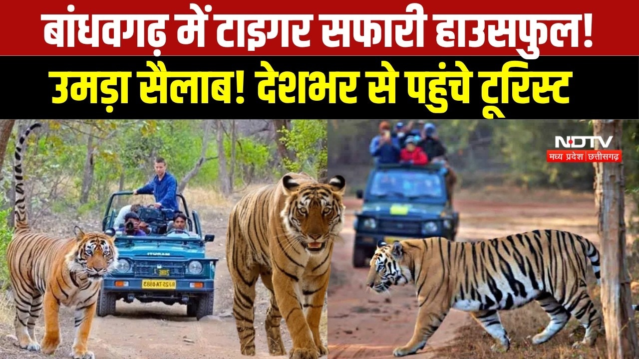 Umaria News: Bandhavgarh में Jungle Safari शुरू, पर्यटकों से Housefull हुआ Tiger Reserve । Breaking
