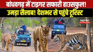 Umaria News: Bandhavgarh में Jungle Safari शुरू, पर्यटकों से Housefull हुआ Tiger Reserve । Breaking