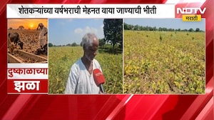 Nagpur Drought| अपुऱ्या पावसामुळे पिकांना मोठा फटका, पाणी मिळत नसल्यानं पिकांची वाढ खुंटली