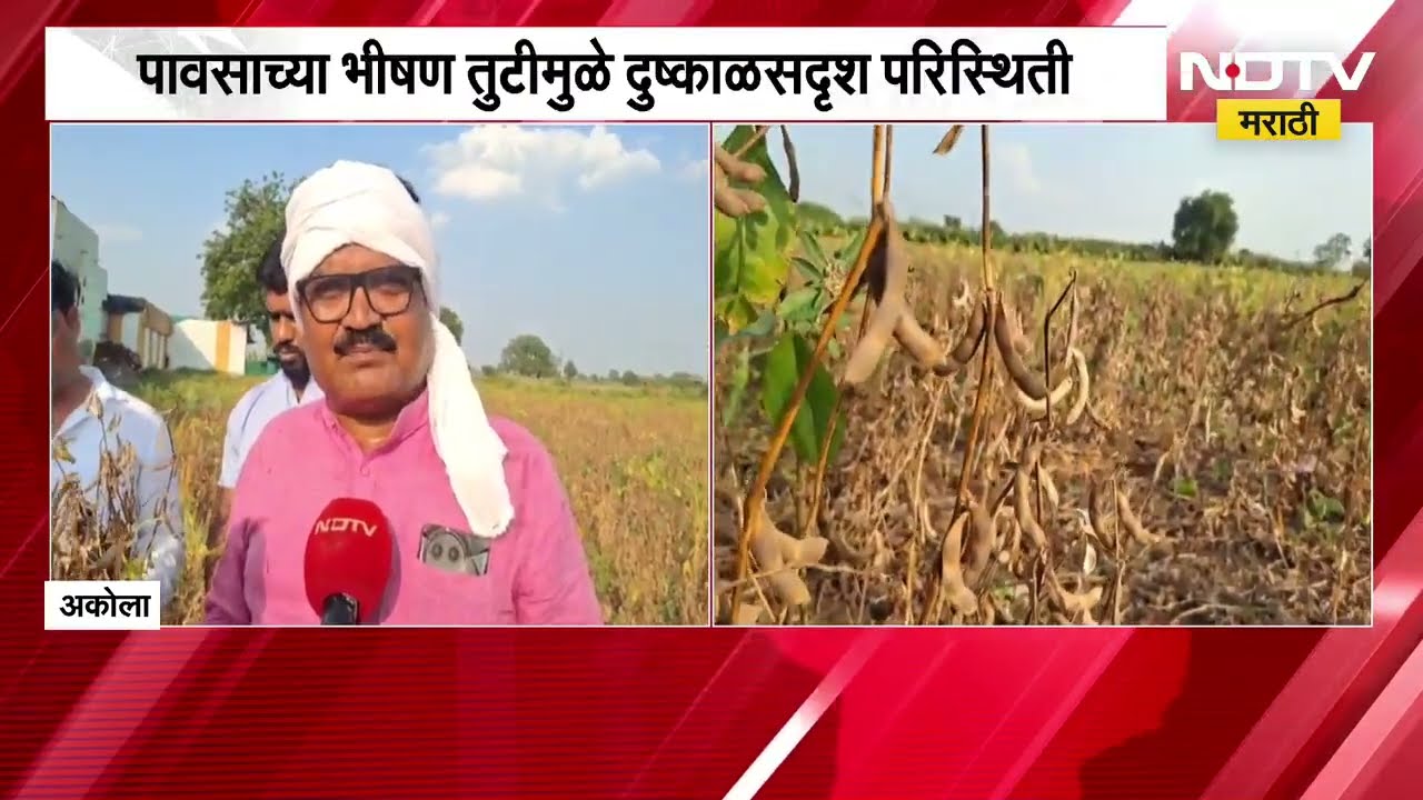 Akola Drought| खरीप हंगामावर दुष्काळाचे गंभीर सावट, 910 महसूल गावांची पैसेवारी 50 पैशांपेक्षा कमी