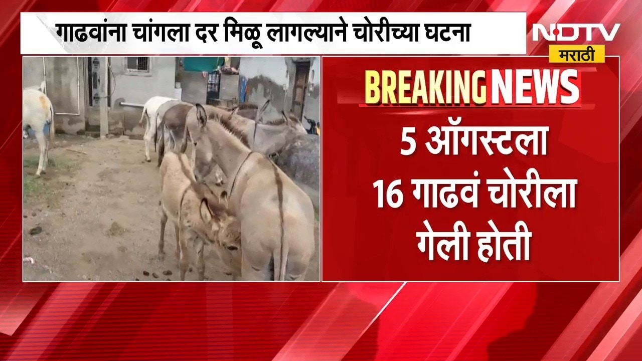 Donkey theft on the rise । दुष्काळामुळे गाढवांना मिळतोय चांगला दर, गाढव चोरीच्या घटना वाढल्या