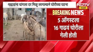 Donkey theft on the rise । दुष्काळामुळे गाढवांना मिळतोय चांगला दर, गाढव चोरीच्या घटना वाढल्या
