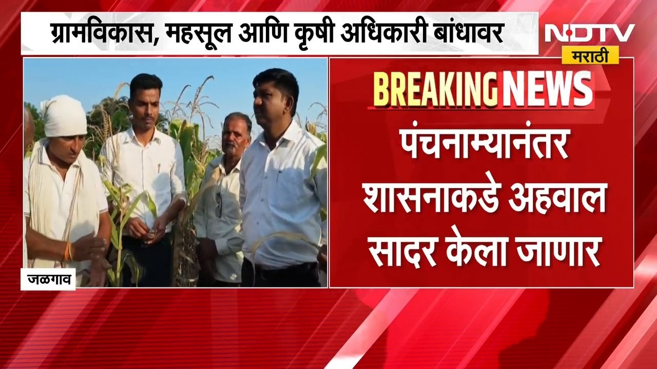 Jalgaon Drought उभ्या पपईच्या पिकावर ट्रॅक्टर फिरवण्याची वेळ ट्रॅक्टरने पाणी आणून पिकवलेलं पीक सुकलं
