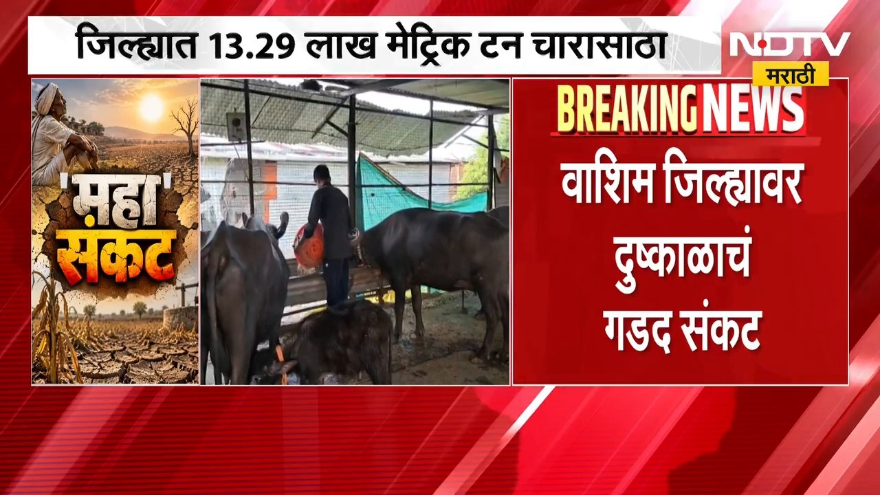 Washim drought report | वाशीम जिल्ह्यात चाराटंचाई निर्माण होऊ नये म्हणून उपायांना वेग