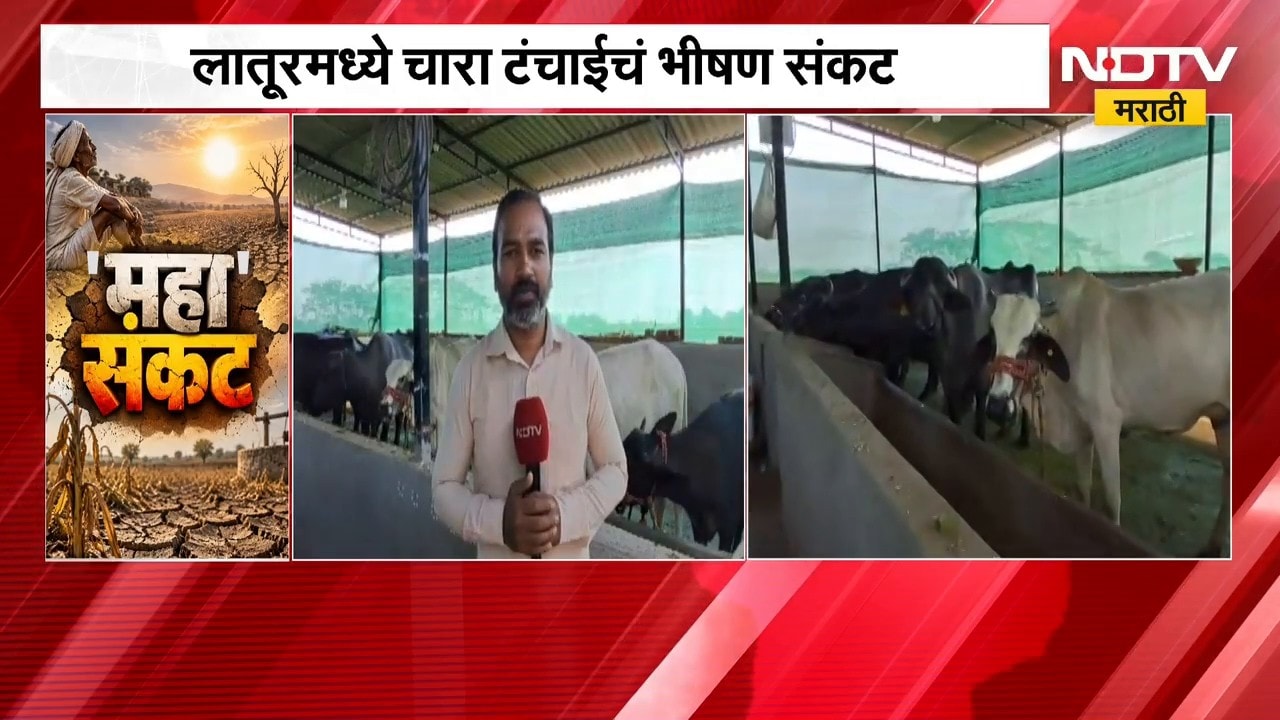 Latur fodder scarcity | लातूरमध्ये चार टंचाईचं भीषण संकट, जनावरांसाठी शेतकऱ्यावर ऊस कापायची वेळ