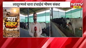 Latur fodder scarcity | लातूरमध्ये चार टंचाईचं भीषण संकट, जनावरांसाठी शेतकऱ्यावर ऊस कापायची वेळ