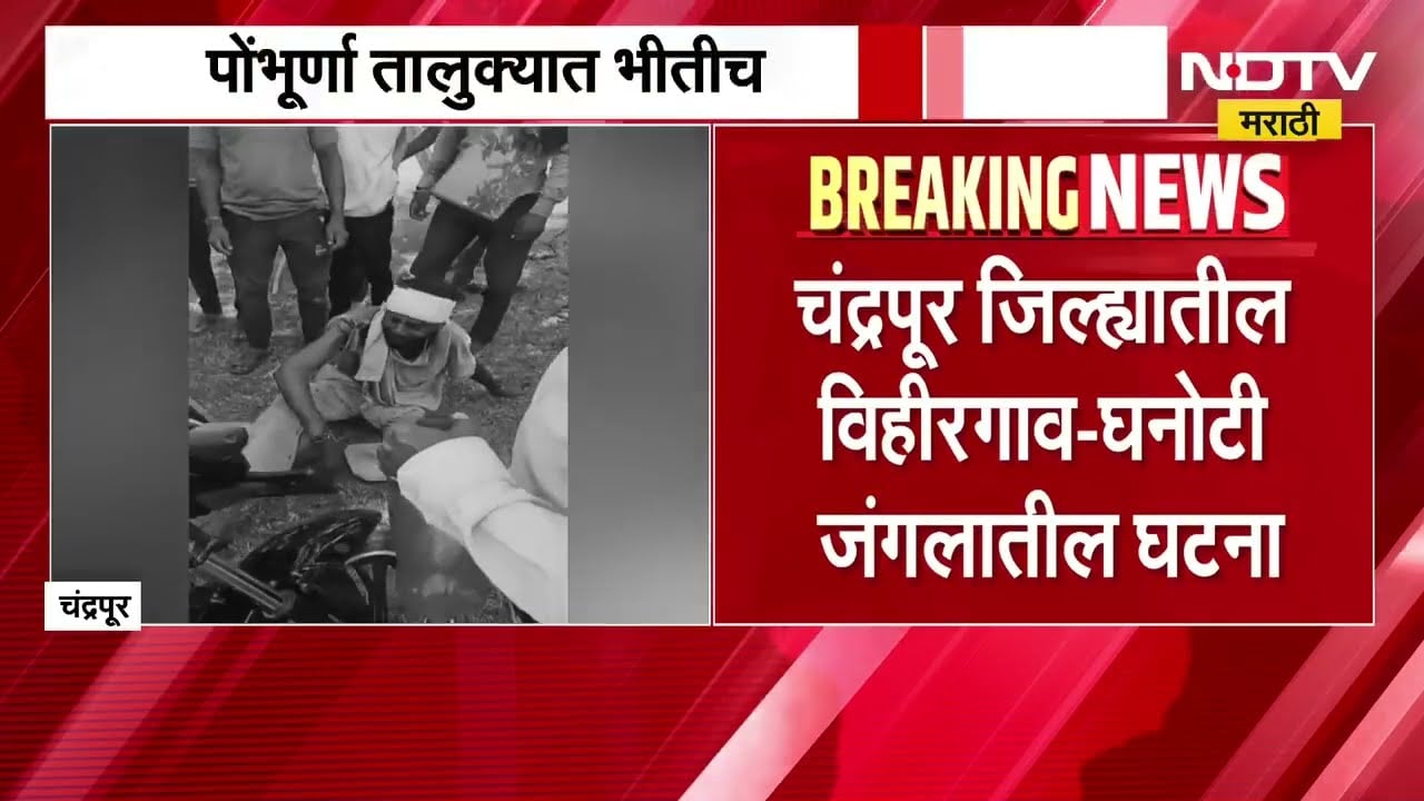Chandrapur| वाघाच्या हल्ल्यात गुराखी जखमी, पोंभूर्णा तालुक्यात भीतीचं वातावरण | NDTV मराठी