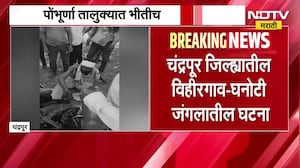 Chandrapur| वाघाच्या हल्ल्यात गुराखी जखमी, पोंभूर्णा तालुक्यात भीतीचं वातावरण | NDTV मराठी