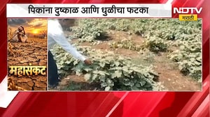 Pandharpur मध्ये शेतकऱ्यांसमोर दुहेरी संकट; एकीकडे दुष्काळाच्या झळा, दुसरीकडे धुळीने पीक उद्ध्वस्त