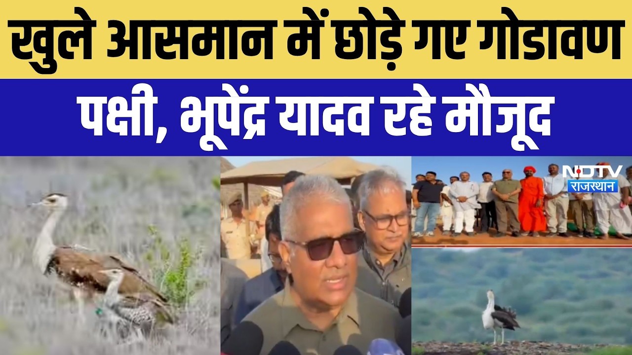 Rajasthan: ब्रीडिंग सेंटर से खुले आसमान में छोड़े गए गोडावण, Bhupender Yadav रहे मौजूद | Rajasthan