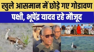 Rajasthan: ब्रीडिंग सेंटर से खुले आसमान में छोड़े गए गोडावण, Bhupender Yadav रहे मौजूद | Rajasthan
