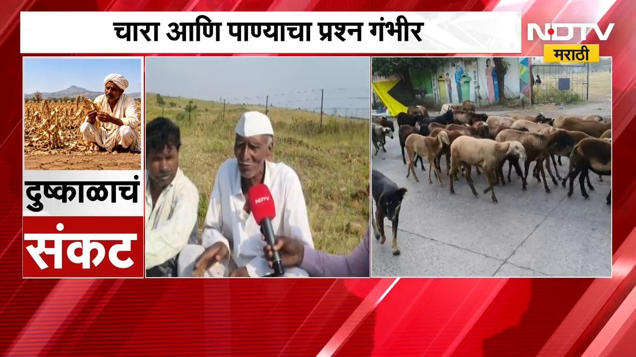 Hingoli | दुष्काळाचं संकट गडद, चारा आणि पाण्याचा प्रश्न गंभीर; मेंढपाळांचं हिंगोलीतून स्थलांतर