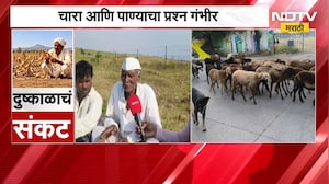 Hingoli | दुष्काळाचं संकट गडद, चारा आणि पाण्याचा प्रश्न गंभीर; मेंढपाळांचं हिंगोलीतून स्थलांतर