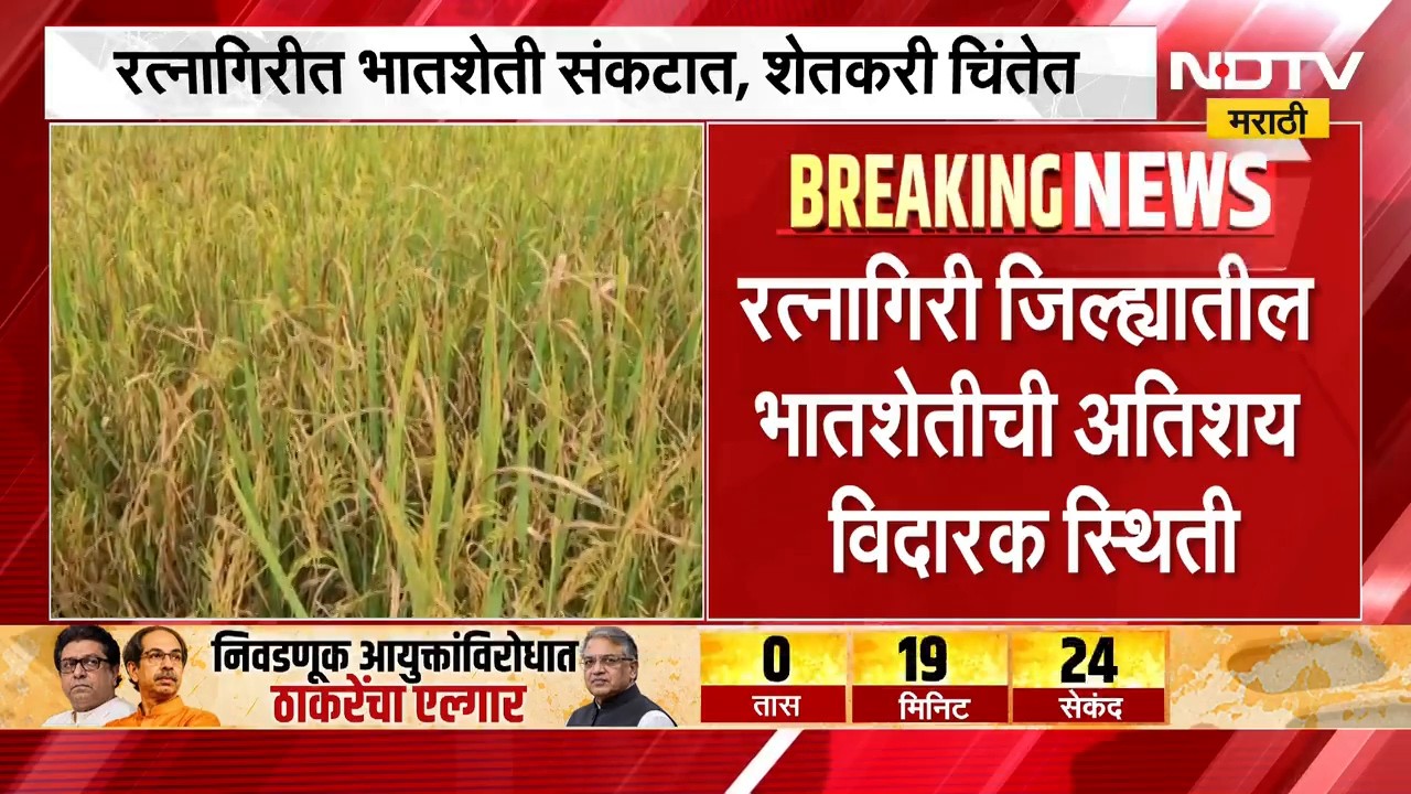 Ratnagiri Drought | कोकणातही दुष्काळाचे सावट, रत्नागिरीतील भातशेती संकटात | NDTV Marathi