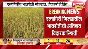 Ratnagiri Drought | कोकणातही दुष्काळाचे सावट, रत्नागिरीतील भातशेती संकटात | NDTV Marathi