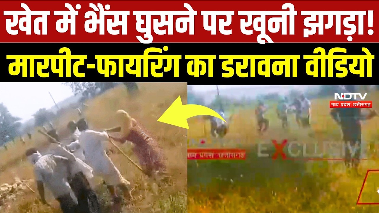 Shivpuri Clash Viral Video:भैंस चराने के विवाद में बवाल, लाठी-डंडे चले, Firing का Video Viral |Crime
