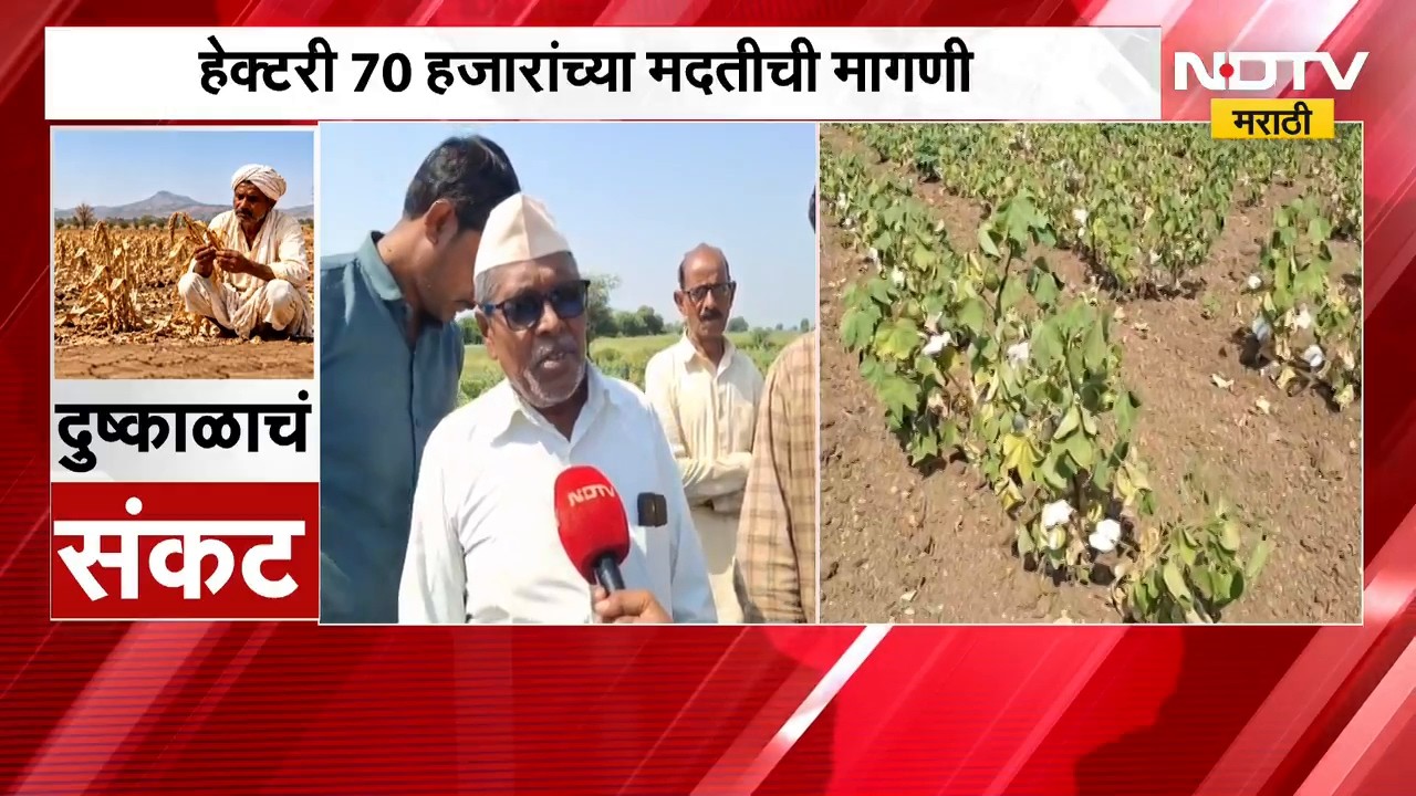 Akola Drought| दहिगाव गावंडेत दुष्काळी परिस्थिती, चार फूट वाढणारी कपाशी दीड फुटावरच खुंटली