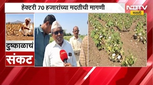 Akola Drought| दहिगाव गावंडेत दुष्काळी परिस्थिती, चार फूट वाढणारी कपाशी दीड फुटावरच खुंटली