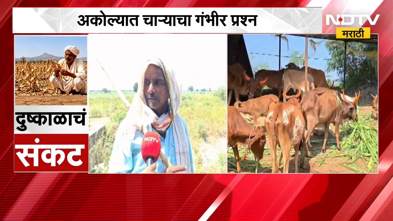 Akola Drought| अकोल्यात चाऱ्याचा गंभीर प्रश्न, बैलजोडीचे भावही घसरले; पशुपालकांसमोर मोठे संकट