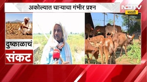 Akola Drought| अकोल्यात चाऱ्याचा गंभीर प्रश्न, बैलजोडीचे भावही घसरले; पशुपालकांसमोर मोठे संकट