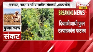 Nashik| पाणीअभावी झेंडू उत्पादन घटलं; सणासुदीतच Manmad, Nandgaon परिसरातील फुल उत्पादक अडचणीत
