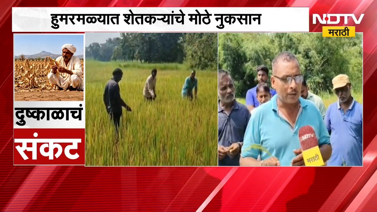 कोकणात पावसाअभावी बळीराजा संकटात, Sindhudurg मध्ये भातशेती करपली; 37 अंश तापमानाचा भातपिकाला फटका