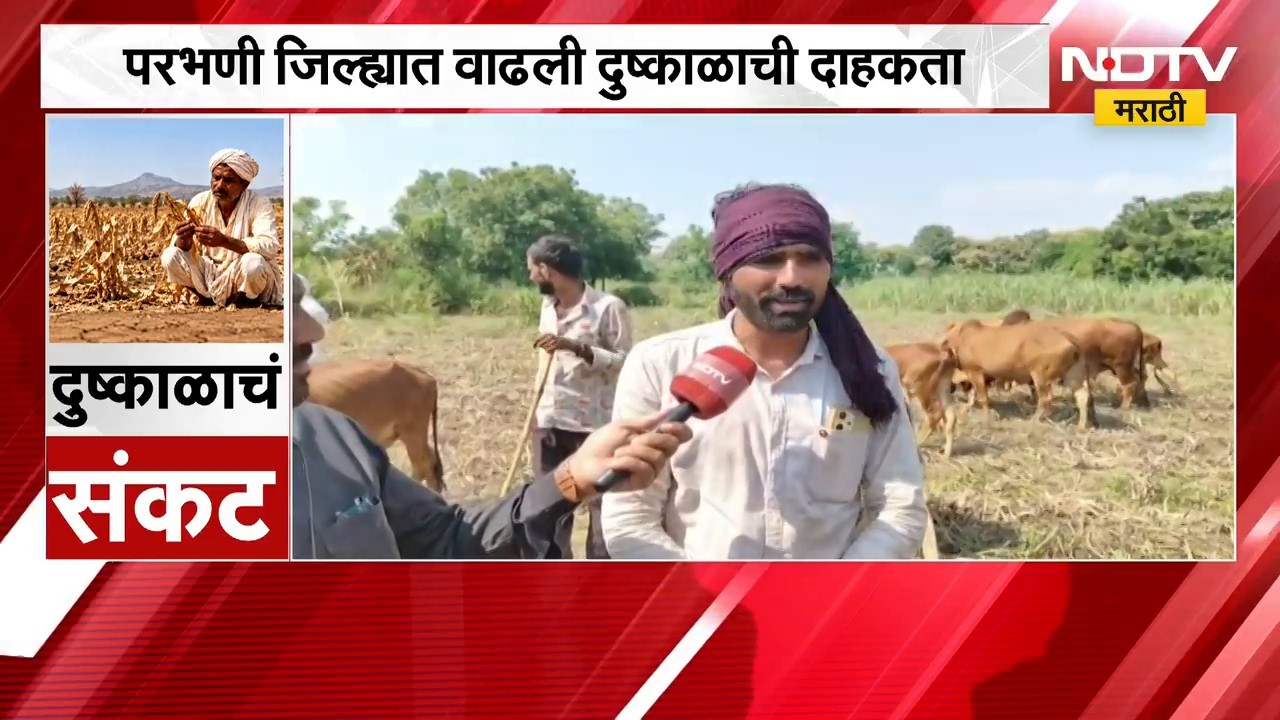 Parbhani जिल्ह्यात वाढली दुष्काळाची दाहकता, चाऱ्याऐवजी जनावरांना कचरा चरण्याची वेळ