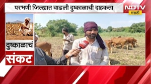 Parbhani जिल्ह्यात वाढली दुष्काळाची दाहकता, चाऱ्याऐवजी जनावरांना कचरा चरण्याची वेळ