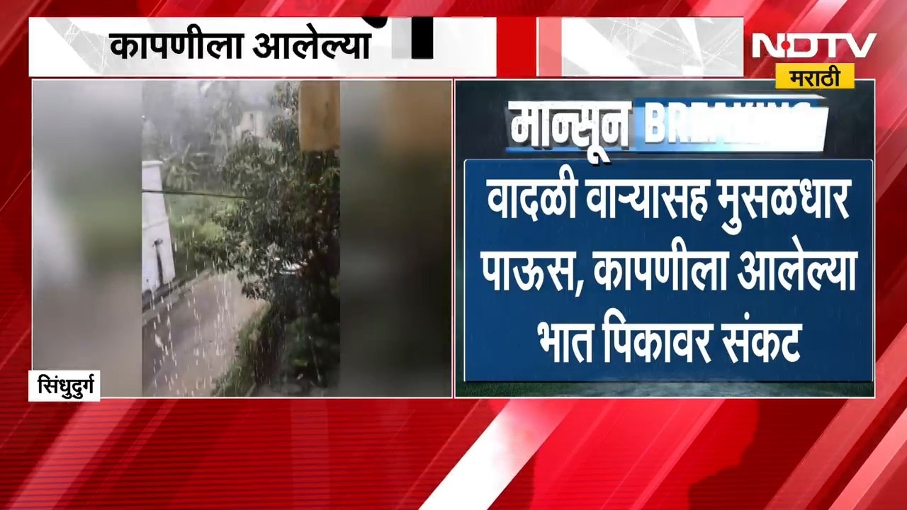 Sindhudurg| सावंतवाडीत पावसाची हजेरी; वादळी वाऱ्यासह मुसळधार पाऊस, कापणीला आलेल्या भात पिकावर संकट