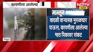 Sindhudurg| सावंतवाडीत पावसाची हजेरी; वादळी वाऱ्यासह मुसळधार पाऊस, कापणीला आलेल्या भात पिकावर संकट