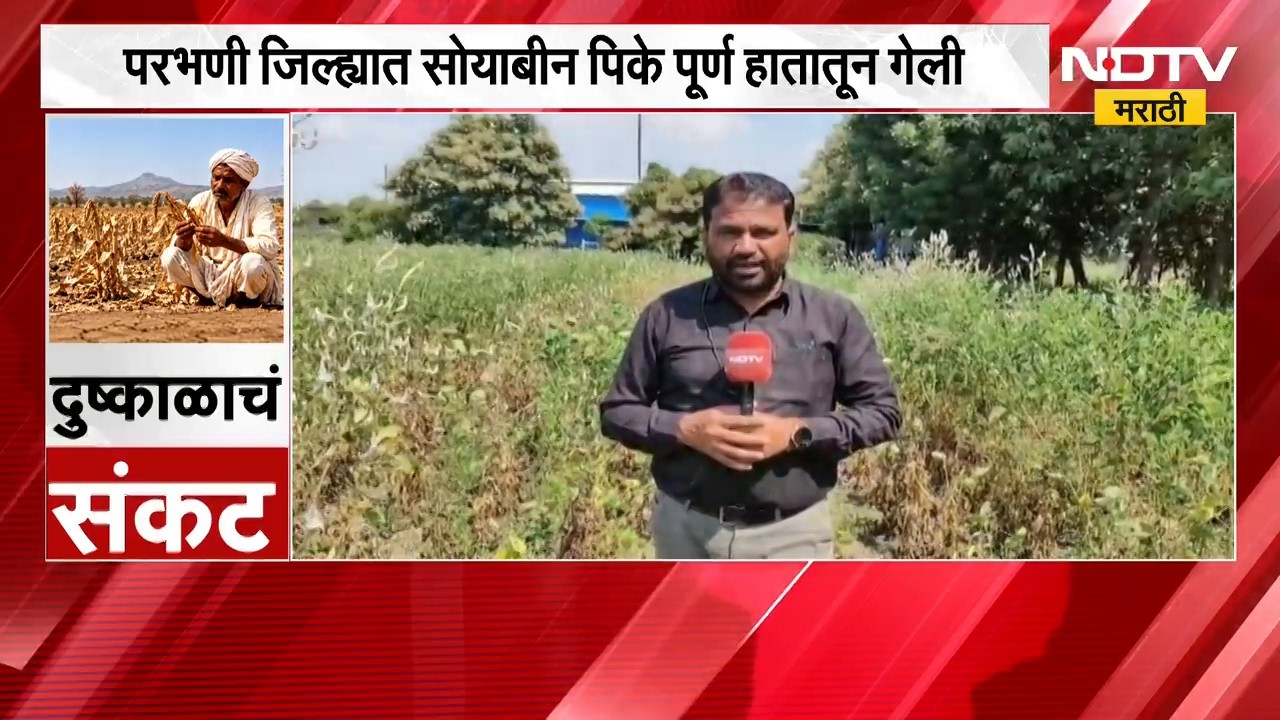 Drought Effect | दुष्काळामुळे बीडच्या बाजारपेठेत धान्याची आवक घटली , परभणीत सोयाबीन हातातून गेलं