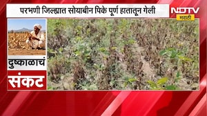 Parbhani|सोयाबीन पिके पूर्ण हातातून गेली; रब्बीच्या तयारीसाठी सरकारी मदतीकडे शेतकऱ्यांचा नजारा