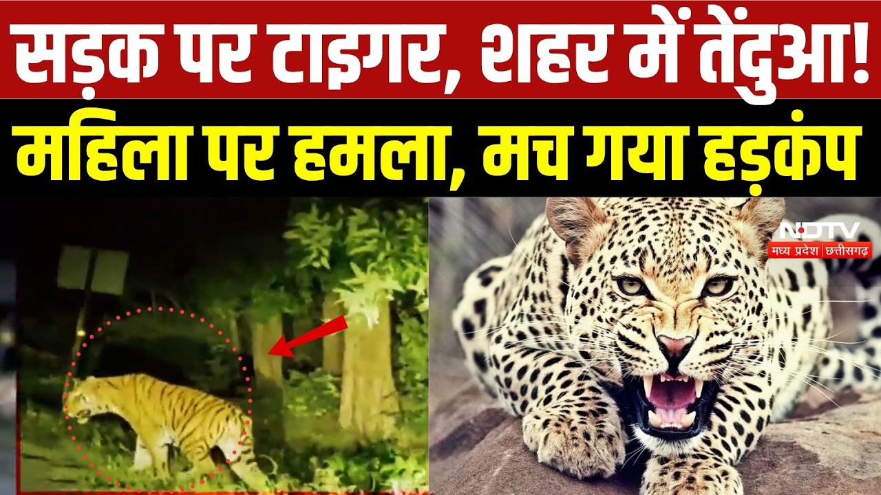 Tiger-Leopard Alert: MP-CG में जंगली जानवरों की दहशत, महिला पर तेंदुए का हमला | Viral Video | Rescue