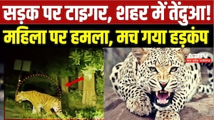 Tiger-Leopard Alert: MP-CG में जंगली जानवरों की दहशत, महिला पर तेंदुए का हमला | Viral Video | Rescue