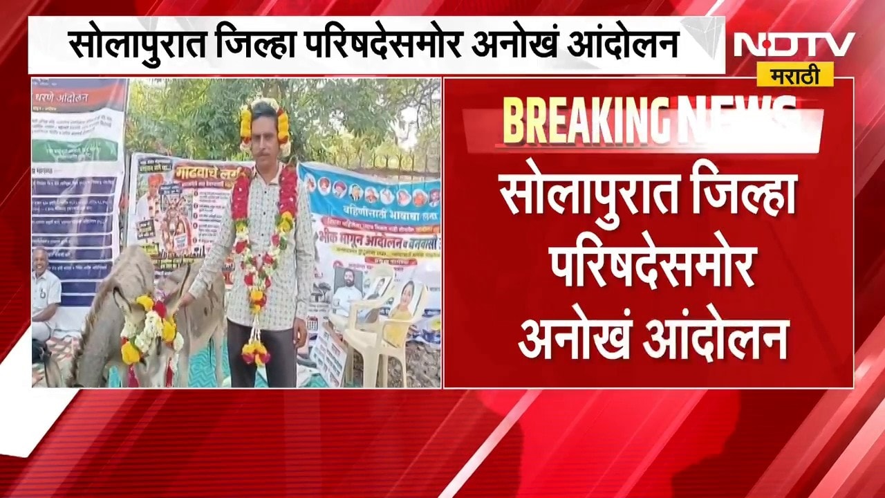 Solapur| जिल्हा परिषदेसमोर गाढविणीशी अनोखं लग्न, सोडून गेलेली पत्नी परत मिळावी यासाठी आंदोलन
