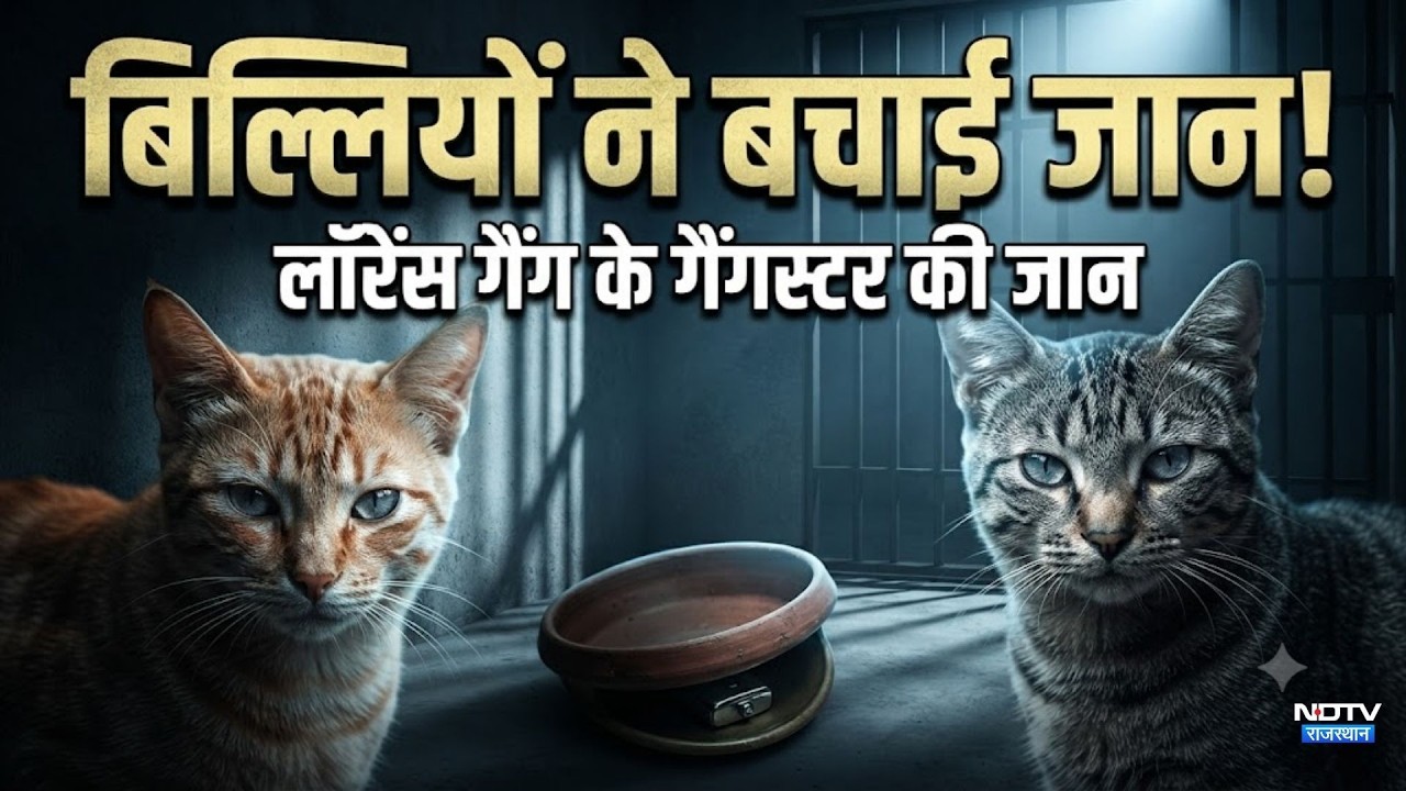 Ajmer jail: कोबरा सांप से बिल्लियों ने बचाई लॉरेंस गैंग का गुर्गे की जान!| Lawrence Bishnoi gang